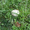 jajo wyrzucone przez Antka #gniazda #jajka #ptaki