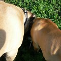 jakby tu się urwać podstępne plany boerboeli