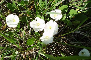 Polne kwiaty #ogród #natura #rosliny #kwiatki #roslinność #roslinnosc #macro #piękno #działka #dojrzewanie #rozkwit #lato #wiosna #ciepło #owoce #drzewka #ogrod #zbiory #plony #OwoceNatury #wieś #wioska #polne #ogórek #ogór #woda #pole