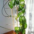 Hoya anulata