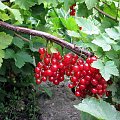 Porzeczka czerwona (Ribes rubrum )