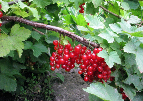 Porzeczka czerwona (Ribes rubrum )