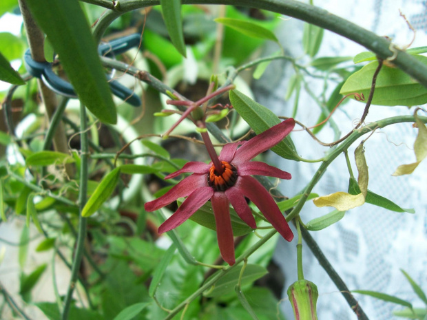 passiflora cuprea