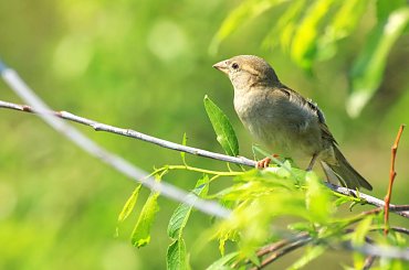 w zieleni #ptak #wróbel #zwierzęta