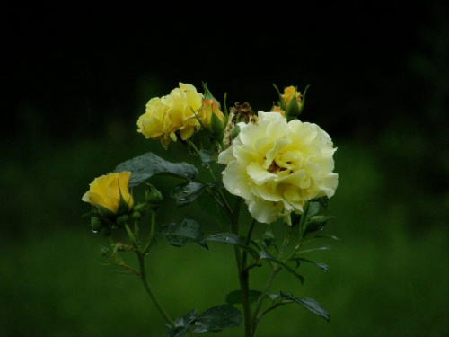 Róża "Lichtkonigin Lucia"