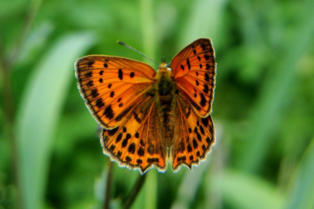 motyl którego nazwy na razie nie znam ;D #motyl #owad #makro