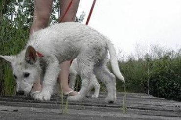 #BiałyOwczarekSzwajcarski #owczarek #owczarki #BiałeOwczarki #BiałyOwczarek #szczenięta #szczeniaczki