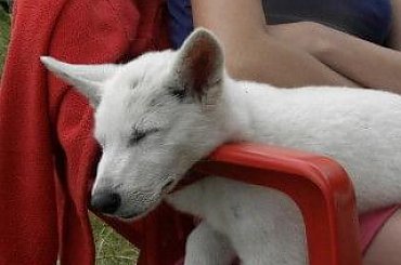 #BiałyOwczarekSzwajcarski #owczarek #owczarki #BiałeOwczarki #BiałyOwczarek #szczenięta #szczeniaczki