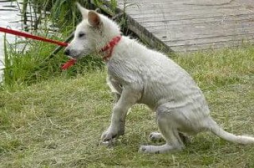 #BiałyOwczarekSzwajcarski #owczarek #owczarki #BiałeOwczarki #BiałyOwczarek #szczenięta #szczeniaczki