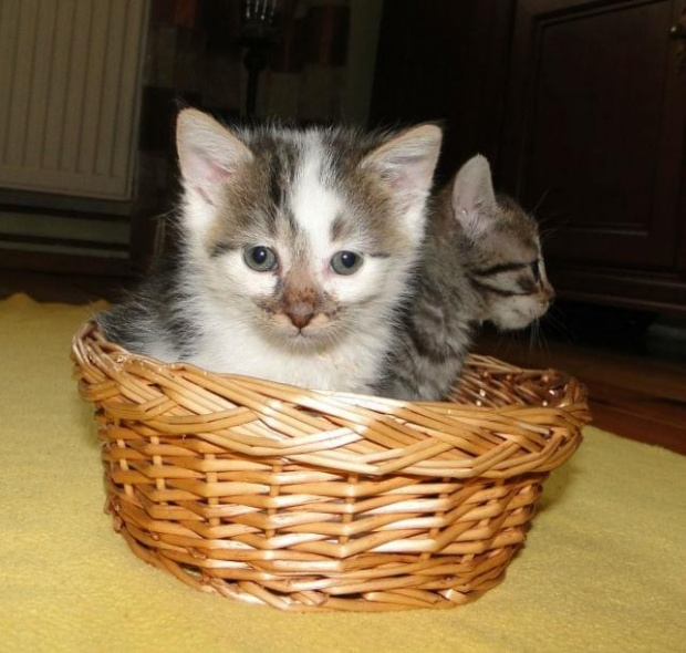 Koty do adopcji #koty #kot #adopcje #adoptuję #przygarnę #Gliwice #schronisko #zaadoptuję #szukam