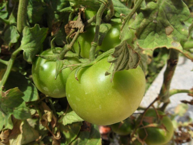 Marokański pomidorek:)