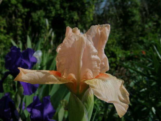 #iris