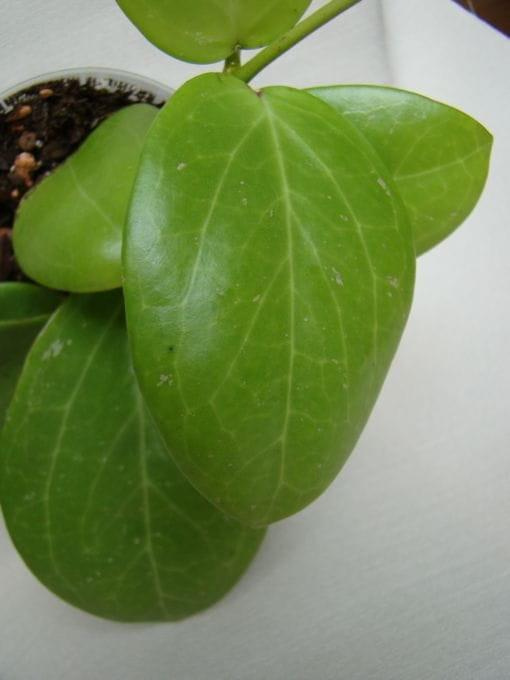 Hoya verticillata green