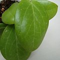 Hoya verticillata green