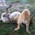 boerboel Gdańsk Shek Xantiland Charon Ballotada