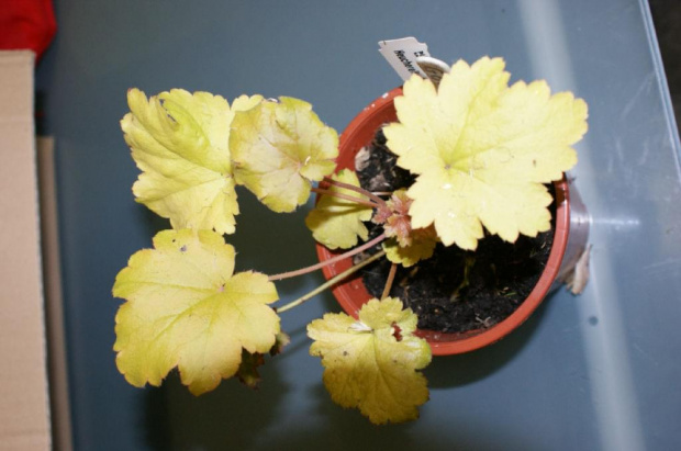 heuherella