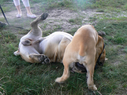 boerboel Gdańsk Shek Xantiland Charon Ballotada #boerboel