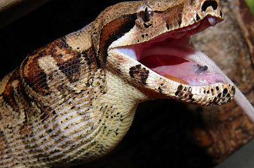 #ZWIERZETAGADYWĘŻE