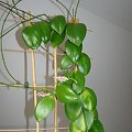 Hoya aff anulata