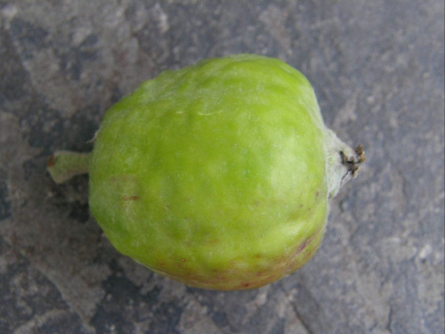 jabłko Cortland