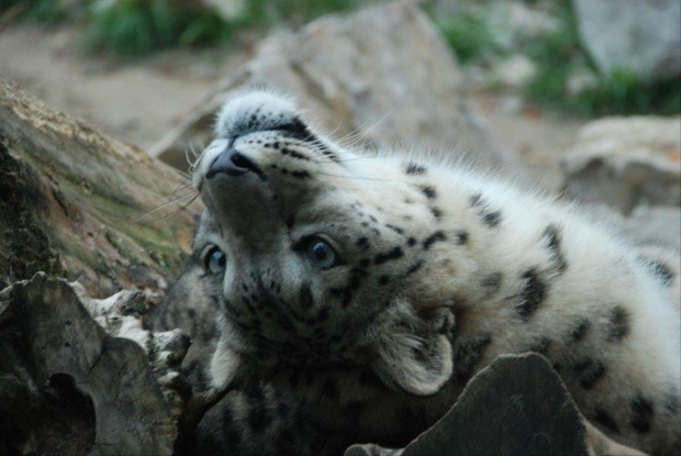 zoo kraków