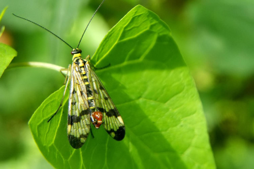 jakiś owad latający.. i nawet ładny #owad #makro