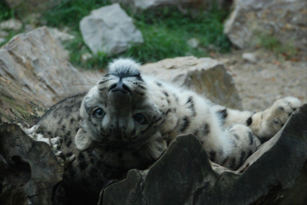 zoo kraków