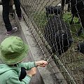 mini zoo