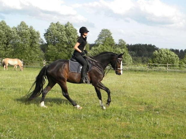 Imbir - skoki #sport #konie