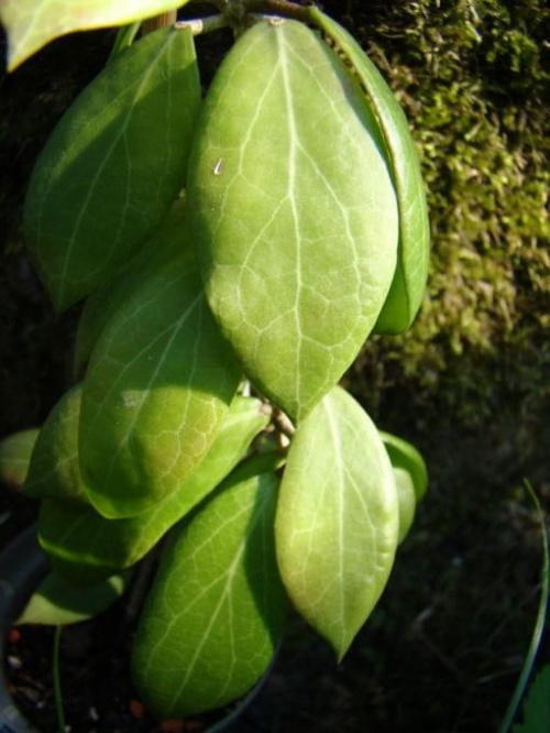 Hoya bhutanica