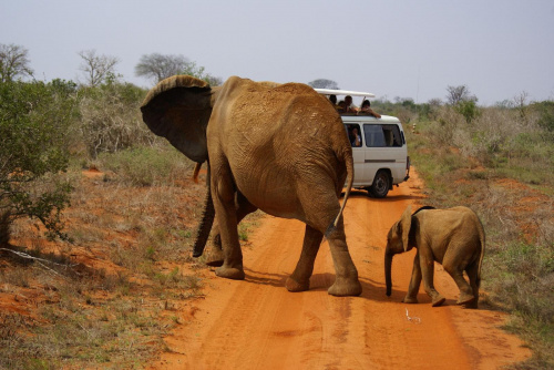 to była rodzinka z dwoma małymi słoniami, ten tutaj - mniejszy nie odstepował dużego na krok..