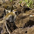 vervet monkey