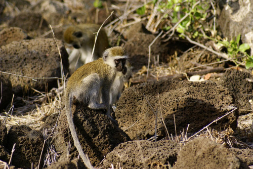 vervet monkey