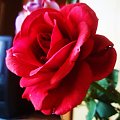 #roza #czerwien