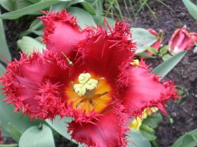 Tulipan #Kwiaty