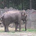 Pawełek w łódzkim Zoo