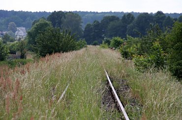 #Bralin #lato #łąki #kwiaty #zboże #owady