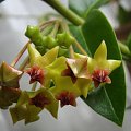 Hoya densifolia