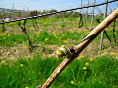 winnica dolina sanu, www.winnica-dolinasanu.pl wiosna na winnicy #winiarstwo #WinnicaDolinaSanu #wino