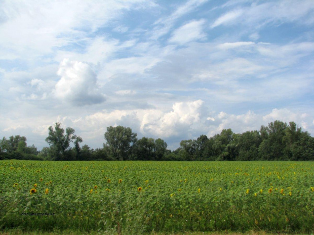 pole słoneczników .