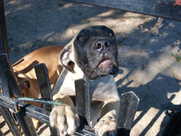 boerboel Shek Szejk Xantiland #boerboel