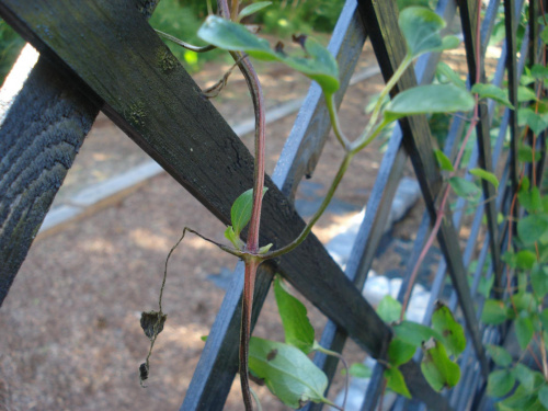 clematis