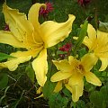 Hemerocallis x hybrida 'Midwest Majesty' (Liliowiec ogrodowy)