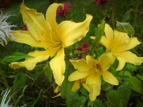 Hemerocallis x hybrida 'Midwest Majesty' (Liliowiec ogrodowy)