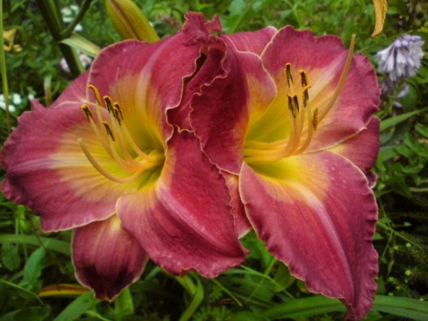 Hemerocallis x hybrida 'Arabian Magic' (Liliowiec ogrodowy)