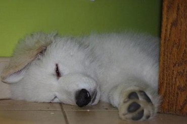 #BiałyOwczarekSzwajcarski #BiałeOwczarkiSzwajcarskie #OwczarekDługowłosy #BiałyOwczarek #HodowlaFCI #ZChatyLeona #StareSiołkowice #GminaPopielów