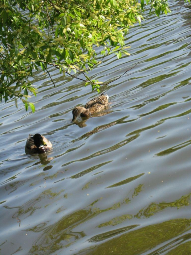 Kaczki płynące po rzece #kaczki #woda #rzeka #przyroda