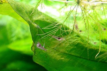 moje akwa... #akwarium #krewetki #helena