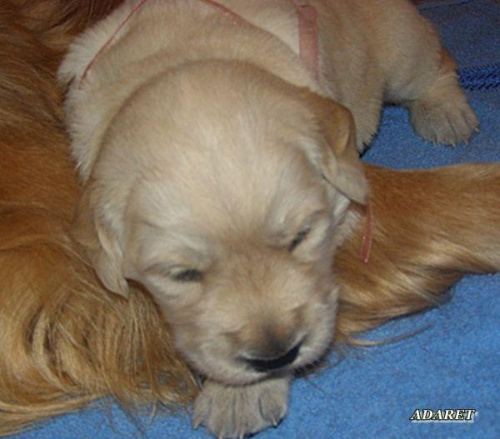 :) mała Duka :) #GoldenRetrieverSzczeniakSuka