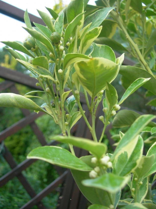 pączki calamondyny